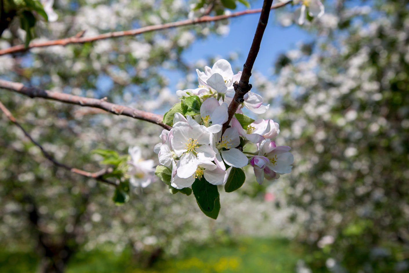 flowers