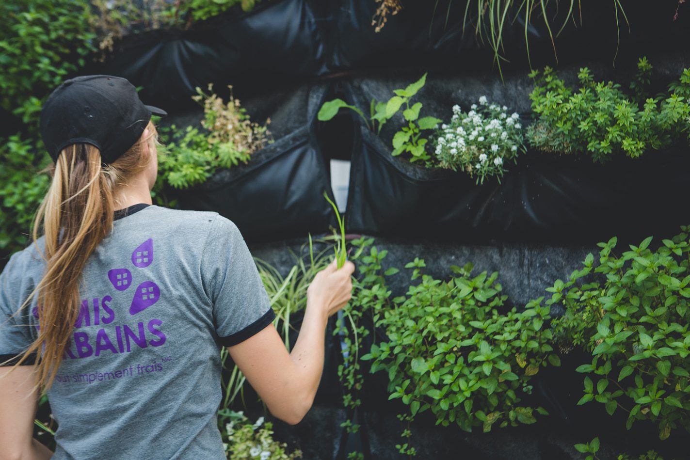 UrbanSeedling SemisUrbains